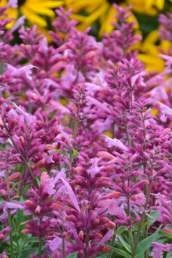 Rosie Posie Agastache (Hummingbird Mint) - 1 Gallon Pot -Wilson Bros Gardens Shop agastache rosie posie hummingbird mint 3