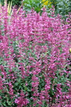Rosie Posie Agastache (Hummingbird Mint) - 1 Gallon Pot -Wilson Bros Gardens Shop agastache rosie posie hummingbird mint 6