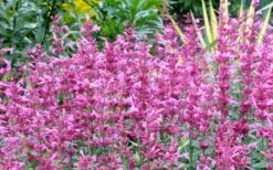 Rosie Posie Agastache (Hummingbird Mint) - 1 Gallon Pot -Wilson Bros Gardens Shop agastache rosie posie hummingbird mint 7