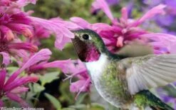 Rosie Posie Agastache (Hummingbird Mint) - 1 Gallon Pot -Wilson Bros Gardens Shop agastache rosie posie hummingbird mint 9