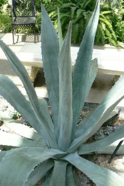 American Agave (Century Plant) - 3 Gallon Pot -Wilson Bros Gardens Shop agave americana centrury plant 1