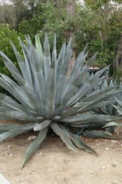 American Agave (Century Plant) - 3 Gallon Pot -Wilson Bros Gardens Shop agave americana centrury plant 5