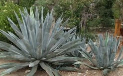 American Agave (Century Plant) - 3 Gallon Pot -Wilson Bros Gardens Shop agave americana centrury plant 6