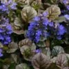 Bronze Beauty Ajuga - Bugleweed - 1 Gallon Pot