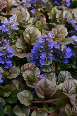 Bronze Beauty Ajuga (Bugleweed) - 36 Pack Of 3.5" Pint Pots -Wilson Bros Gardens Shop ajuga bronze beauty 28 4