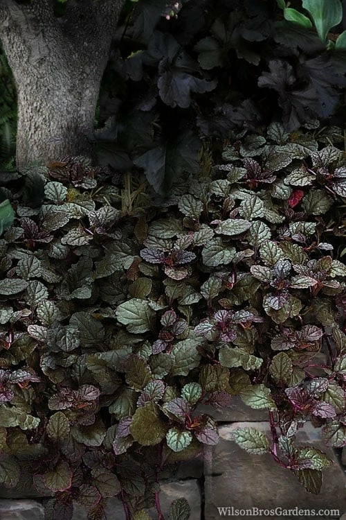 Bronze Beauty Ajuga - Bugleweed - 18 Count Flats Of Pint Pots 5 Bronze Beauty Ajuga - Bugleweed - 18 Count Flats Of Pint Pots - Image 5