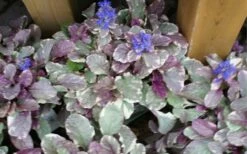Burgundy Glow Ajuga - Bugleweed - 10 Count Flat Of 4" Pint Pots -Wilson Bros Gardens Shop ajuga burgundy glow