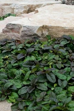 Bronze Beauty Ajuga - Bugleweed - 18 Count Flats Of Pint Pots 11 Bronze Beauty Ajuga - Bugleweed - 18 Count Flats Of Pint Pots -Wilson Bros Gardens Shop ajuga reptans bronze beauty bugleweed 100 2