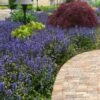 Bronze Beauty Ajuga (Bugleweed) - 6 Pack Of 3.5" Pint Pots