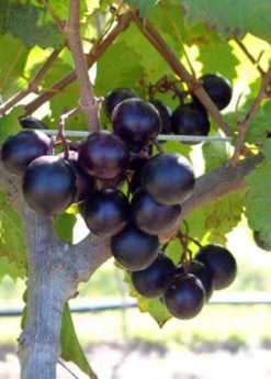 Muscadine Grape 'Alachua' (Vitis Rotundifolia) -Wilson Bros Gardens Shop alachua muscadine grape plant for sale