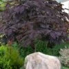 Summer Chocolate Mimosa Tree - 5 Gallon Pot