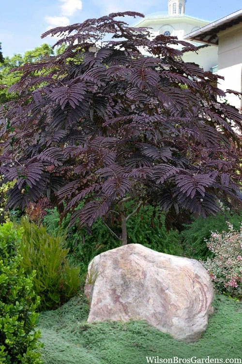 Summer Chocolate Mimosa Tree - 5 Gallon Pot 1 Summer Chocolate Mimosa Tree - 5 Gallon Pot