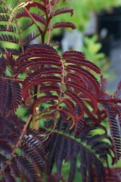 Summer Chocolate Mimosa Tree - 5 Gallon Pot 12 Summer Chocolate Mimosa Tree - 5 Gallon Pot -Wilson Bros Gardens Shop albizia julibrissin summer chocolate mimosa tree 4