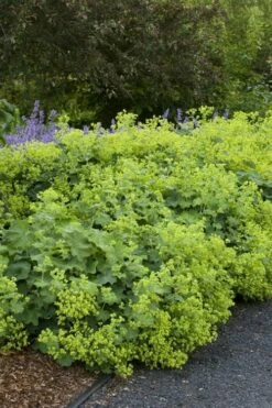 Auslese Lady's Mantle (Alchemilla Mollis) - 1 Gallon Pot 11 Auslese Lady's Mantle (Alchemilla Mollis) - 1 Gallon Pot -Wilson Bros Gardens Shop alchemilla mollis auslese ladys mantle 1