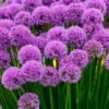 Millenium Allium (Ornamental Onion) - 6 Pack Of 1 Gallon Pots