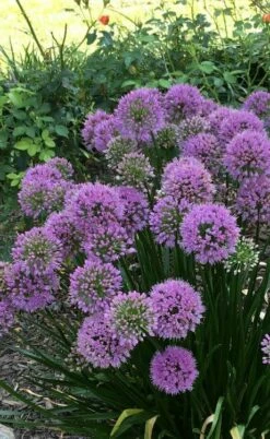 Millenium Allium (Ornamental Onion) - 1 Gallon Pot -Wilson Bros Gardens Shop allium millenium 2