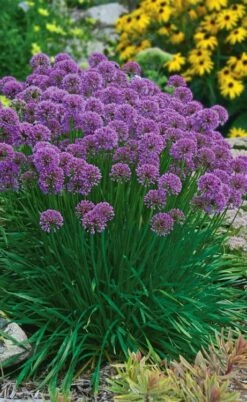 Millenium Allium (Ornamental Onion) - 6 Pack Of 1 Gallon Pots -Wilson Bros Gardens Shop allium millenium 3 1