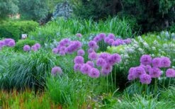 Millenium Allium (Ornamental Onion) - 1 Gallon Pot -Wilson Bros Gardens Shop allium millenium 4