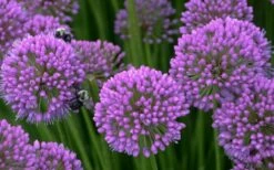 Millenium Allium (Ornamental Onion) - 6 Pack Of 1 Gallon Pots -Wilson Bros Gardens Shop allium millenium 5 1