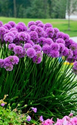 Millenium Allium (Ornamental Onion) - 6 Pack Of 1 Gallon Pots -Wilson Bros Gardens Shop allium millenium 6 1