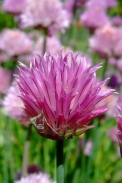 Chives Plant (Allium Schoenoprasum) - 5 Pack Of Quart Pots -Wilson Bros Gardens Shop allium schoenprasum chives 2