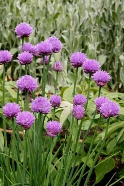Chives Plant (Allium Schoenoprasum) - 5 Pack Of Quart Pots -Wilson Bros Gardens Shop allium schoenprasum chives 4