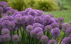Serendipity Allium (Ornamental Onion) - 1 Gallon Pot -Wilson Bros Gardens Shop allium serendipity 2 800x500 1