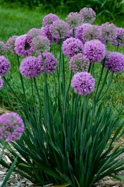 Serendipity Allium (Ornamental Onion) - 1 Gallon Pot -Wilson Bros Gardens Shop allium serendipity 500x750 1