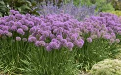 Serendipity Allium (Ornamental Onion) - 1 Gallon Pot -Wilson Bros Gardens Shop allium serendipity 800x500 1