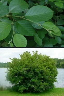 Smooth Alder Tree (Alnus Serrulata) - 3 Gallon Pot -Wilson Bros Gardens Shop alnus serrulata smooth alder 4 1