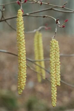 Smooth Alder Tree (Alnus Serrulata) - 3 Gallon Pot