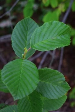 Smooth Alder Tree (Alnus Serrulata) - 3 Gallon Pot -Wilson Bros Gardens Shop alnus serrulata smooth alder leaves 13 1