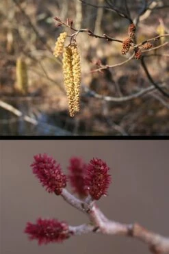 Smooth Alder Tree (Alnus Serrulata) - 3 Gallon Pot -Wilson Bros Gardens Shop alnus serrulata smoothalder flowers 11 1