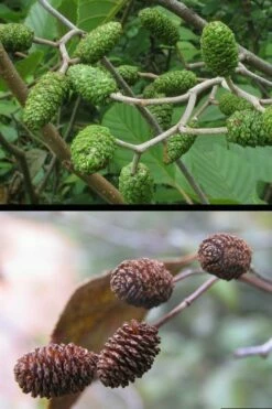 Smooth Alder Tree (Alnus Serrulata) - 3 Gallon Pot -Wilson Bros Gardens Shop alnus serrulata smoothalder fruit cones 1