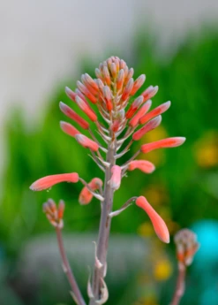 Aloe (Aloe Vera) -Wilson Bros Gardens Shop aloe vera plants for sale SowExotic 44275809 03c4 4c4d 9a2a 75f13268af89