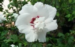 Morning Star Rose Of Sharon (Althea) - Hibiscus Syriacus - 3 Gallon Pot -Wilson Bros Gardens Shop altheamorningstar