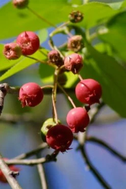 Downy Serviceberry Tree (Amelanchier Arborea) - 3 Pack Of 1.5 Quart Pots -Wilson Bros Gardens Shop amelanchier arborea downy serviceberry berries 1 1