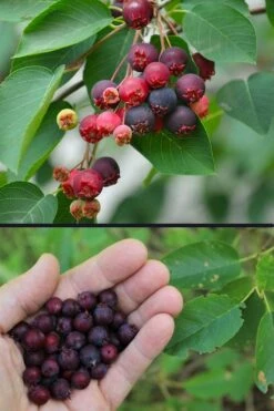 Downy Serviceberry Tree (Amelanchier Arborea) - 1 Gallon Pot -Wilson Bros Gardens Shop amelanchier arborea downy serviceberry berries 3 2