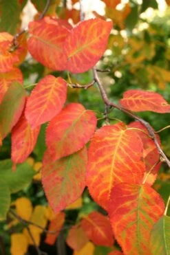 Downy Serviceberry Tree (Amelanchier Arborea) - 1 Gallon Pot -Wilson Bros Gardens Shop amelanchier arborea downy serviceberry fall leaves 1 2