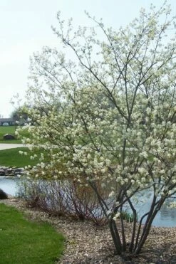 Downy Serviceberry Tree (Amelanchier Arborea) - 3 Pack Of 1.5 Quart Pots -Wilson Bros Gardens Shop amelanchier arborea downy serviceberry tree 2 1