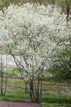 Downy Serviceberry Tree (Amelanchier Arborea) - 3 Pack Of 1.5 Quart Pots -Wilson Bros Gardens Shop amelanchier arborea downy serviceberry tree 3 1