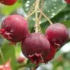Shadblow Serviceberry Tree (Amelanchier Canadensis) - 3 Gallon Pot