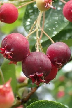 Shadblow Serviceberry Tree (Amelanchier Canadensis) - 1 Gallon Pot