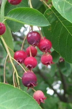 Shadblow Serviceberry Tree (Amelanchier Canadensis) - 3 Gallon Pot 15 Shadblow Serviceberry Tree (Amelanchier Canadensis) - 3 Gallon Pot -Wilson Bros Gardens Shop amelanchier arborea shadblow serviceberry berries 3 1