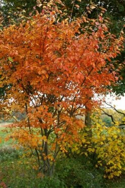 Shadblow Serviceberry Tree (Amelanchier Canadensis) - 3 Gallon Pot 13 Shadblow Serviceberry Tree (Amelanchier Canadensis) - 3 Gallon Pot -Wilson Bros Gardens Shop amelanchier arborea shadblow serviceberry fall foliage 1