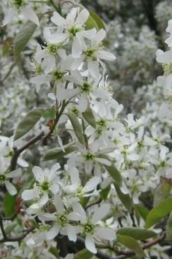 Shadblow Serviceberry Tree (Amelanchier Canadensis) - 3 Gallon Pot 14 Shadblow Serviceberry Tree (Amelanchier Canadensis) - 3 Gallon Pot -Wilson Bros Gardens Shop amelanchier arborea shadblow serviceberry flowers 4 1