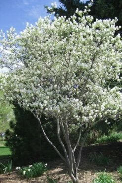 Shadblow Serviceberry Tree (Amelanchier Canadensis) - 3 Gallon Pot 12 Shadblow Serviceberry Tree (Amelanchier Canadensis) - 3 Gallon Pot -Wilson Bros Gardens Shop amelanchier arborea shadblow serviceberry tree 2 1