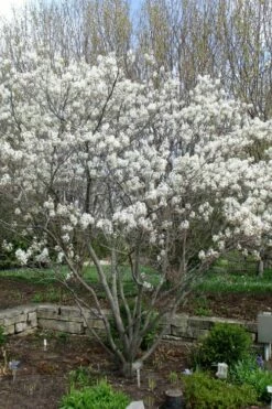 Shadblow Serviceberry Tree (Amelanchier Canadensis) - 3 Gallon Pot 17 Shadblow Serviceberry Tree (Amelanchier Canadensis) - 3 Gallon Pot -Wilson Bros Gardens Shop amelanchier arborea shadblow serviceberry tree 3 1