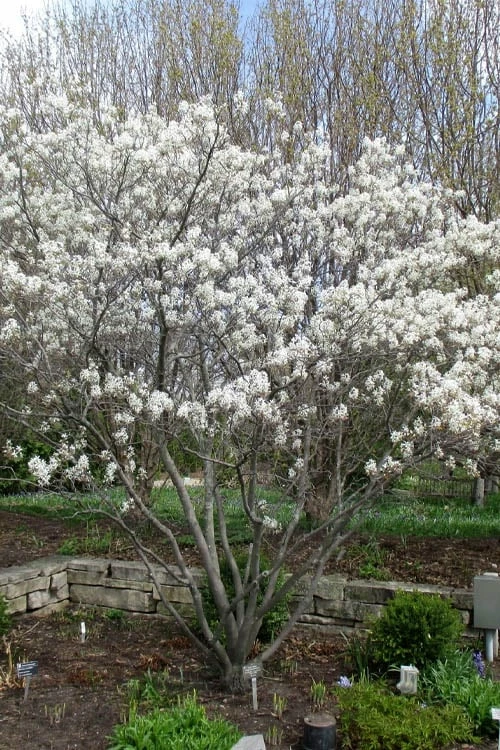 Shadblow Serviceberry Tree (Amelanchier Canadensis) - 3 Gallon Pot 9 Shadblow Serviceberry Tree (Amelanchier Canadensis) - 3 Gallon Pot - Image 9