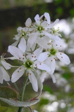 Autumn Brilliance Serviceberry Tree - 7 Gallon Pot (4-5') -Wilson Bros Gardens Shop amelanchier grandiflora autumn brilliance serviceberry 1 1